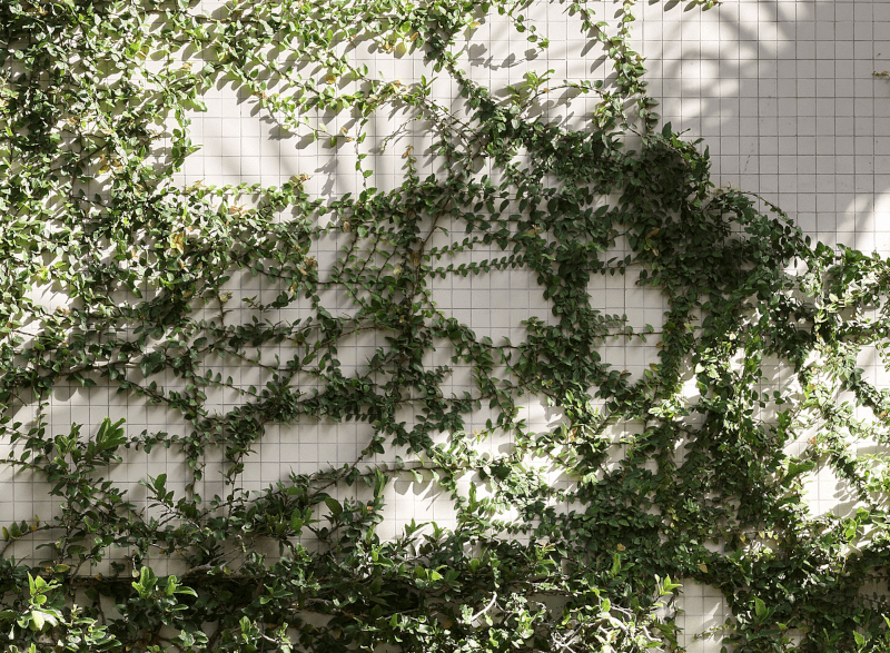Green creeper on a wall